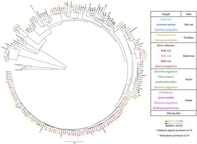 Evaluating the Antagonistic Potential of Actinomycete Strains Isolated From Sudan’s Soils Against Phytophthora infestans